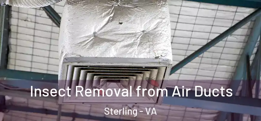 Insect Removal from Air Ducts Sterling - VA